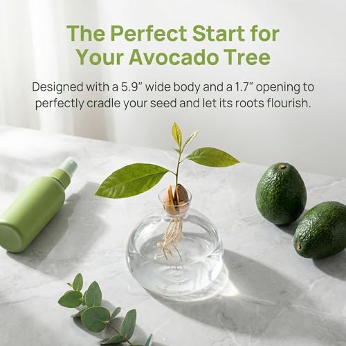 Image of Hiceeden Avocado Seed Starter Vase Planter, Clear Avocado Tree Growing Kit Pot, Medium Avocado Vase Grow Glass Plant Pot Gift for Indoor Outdoor