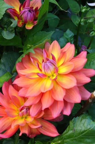 Image of SVG Imported Dahlia Flower Bulbs for Your Home and Gardening Pack of 2 Bulbs (lite green)