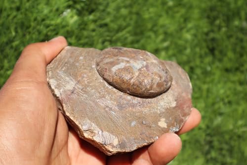 Image of Ammonite Goniatite Fossil Devonien Ammonite from Morocco Fossil Rock ammonites Fossil A150