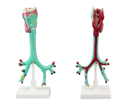 Image of VAR479 Human Larynx, Trachea and Bronchi Model | Life Size | 2 - Part | Respiratory System Anatomical Model