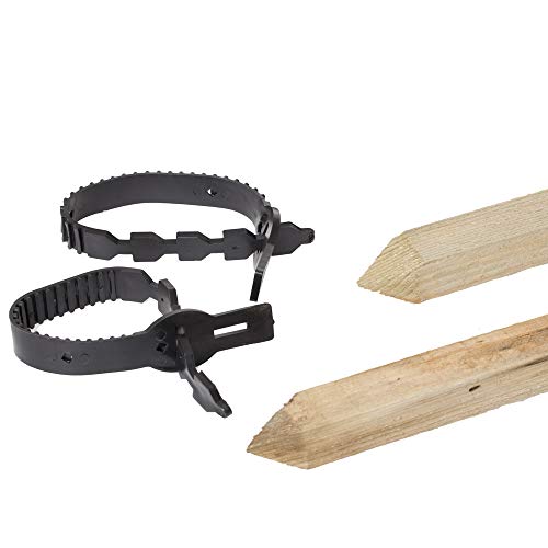 How to describe a tree How to describe a tree