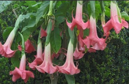 Brugmansia ‘Ecuador Pink’ Angel’s Trumpet – Live Tropical Plant – Huge Fragrant Pink Trumpet Flowers – Rare Exotic Flowering Shrub – 3 Inch Pot