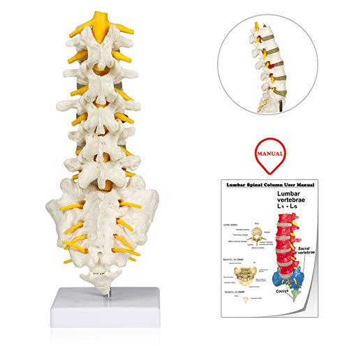 Vision Scientific VAV262 Medical Grade, Flexible, Articulated Lumbar Spinal Column | Features 5 Lumbar/Vertebrae with Intervertebral Discs, Lumbar Nerves and Spinal Cord | Instruction Manual