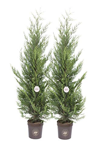 Cupressocyparis leylandii 'Castlewellan Gold', Cipresso leilandi giallo, Conifera, Pianta vera in vaso Vannucci Piante, Pianta da terrazzo (cod. 8) (2x)