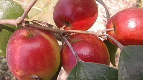 Sundari Apple Ber Live Fruit Plant for Home & Garden