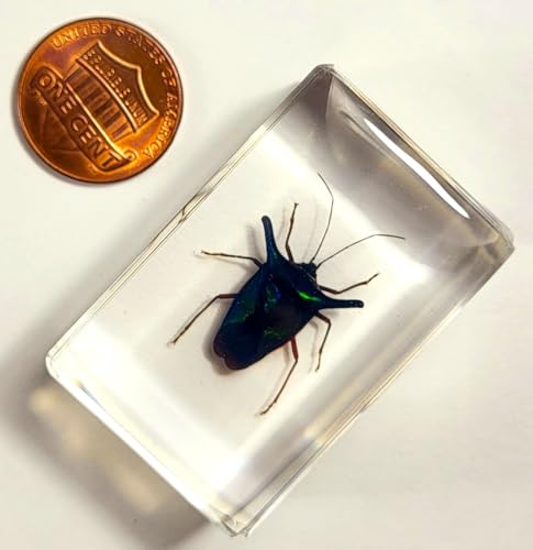 Image of 44mm Real Peruvian Rainbow Metal Horn Bug in Crystal Clear Lucite Resin Specimen Preserved Insect Taxidermy Collection for Biology Science Education & Desk Ornament Display Supplies