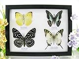 4 véritables papillons exotiques dans un cadre photo – Vitrine en bois – Tableau mural – Taxidermy
