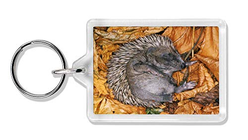 Preisvergleich Produktbild Advanta - Keyrings Schlafendes Baby Hedgehog Foto Schlüsselbund TierstrumpffüllerGeschenk