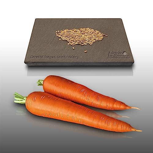 500 graines à semer - Le Grenier d'Abondance - CAROTTE Saint Valery - Daucus Carota