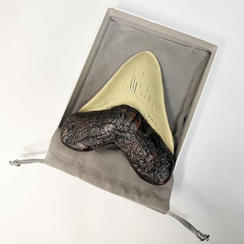 Image of Carcharodon Megalodon Tooth Replica with Serration-Shark Teeth Fossil Collection,5.1 inches (Yellow)