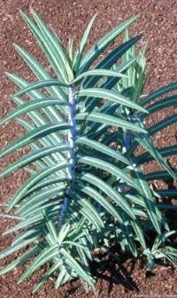 New Fresh 10pcs Gopher Purge Plant Seeds Generic