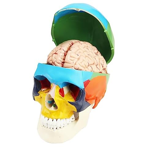 QWORK® Crâne et cerveau anatomiques Cover