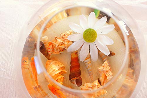 Sea Shells Mixed Beach Seashells 9 Kinds of 3-9 CM Natural Seashells and 2 Kinds of Starfish for Beach Theme Party DIY Crafts Vase Fillers Home Wedding Decorations FishTank Supplies