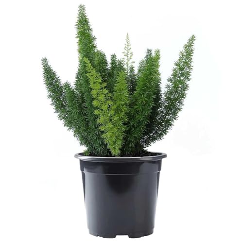 American Plant Exchange Foxtail Fern – 6-Inch Pot – Live Easy Care Tropical Plant with Arching Needle-Like Foliage for Indoor Décor, Patios, Containers, Hanging Baskets & Garden Landscapes