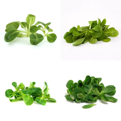 lattuga d'agnello balcone serra decorazioni da giardino per esterni aromatiche biologiche e invernali semi di rampicanti Coltivare verdi semi 100semi