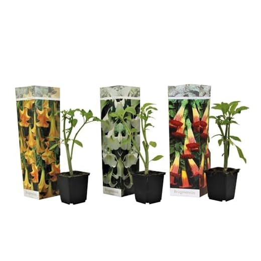 Plant in a Box - Brugmansia Mix - 3 Brugmansia diferentes - Maceta 9cm - Altura 25-40cm