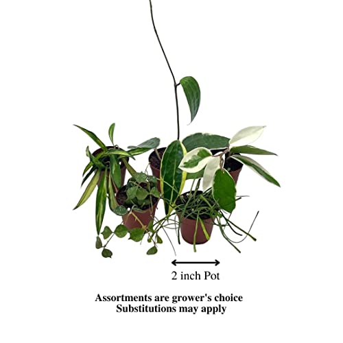 Hoya Variety Assortment Plant Set, Premium Set, Variegated Wayetii, Curtisii, Macrophylla, Linearis And More In 2 Inch Pots #TOP1