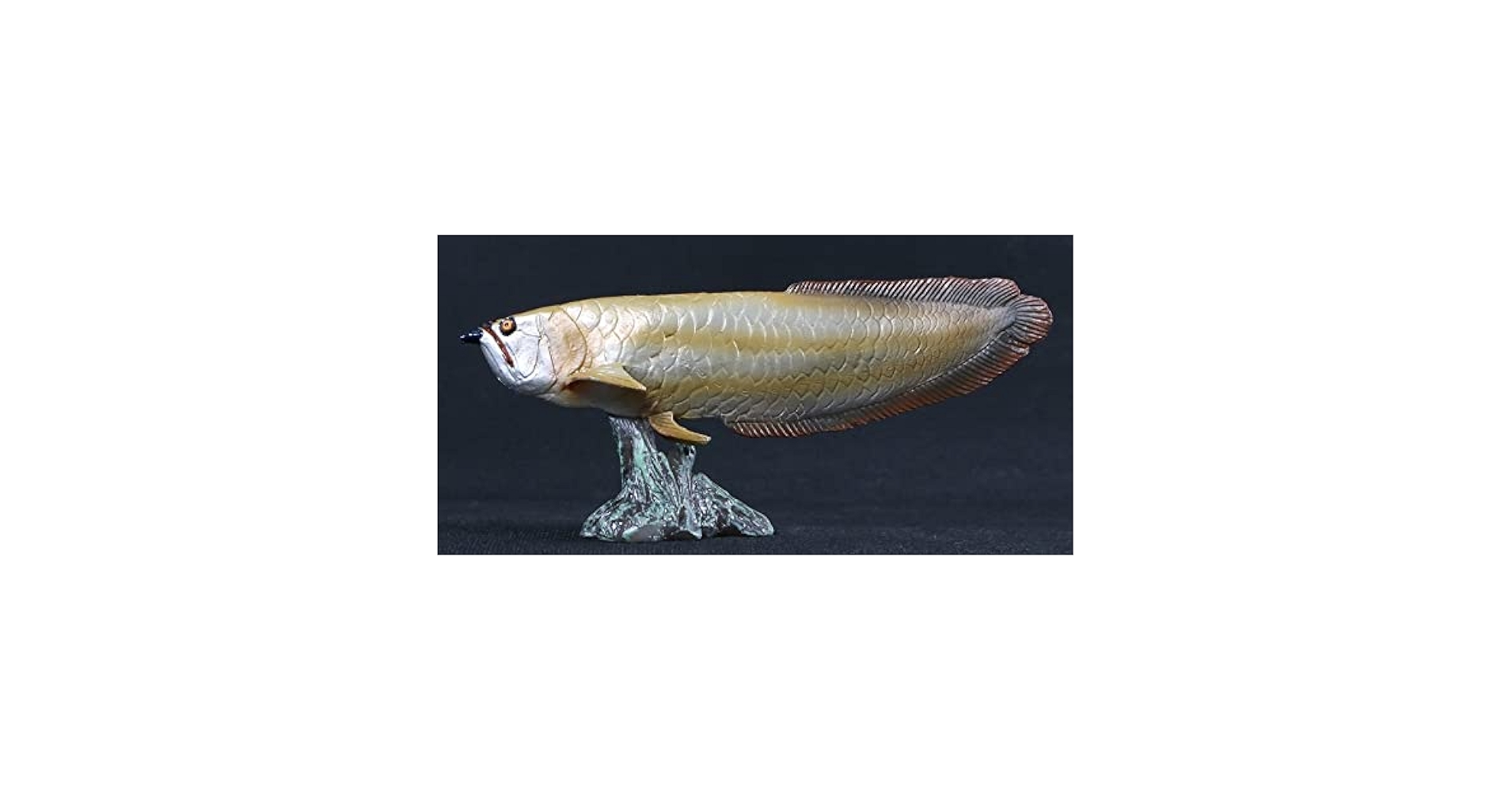 arowana様 Amazon.co.jp: 36801 Albino Silver Arowana 5.5 inches (14 cm