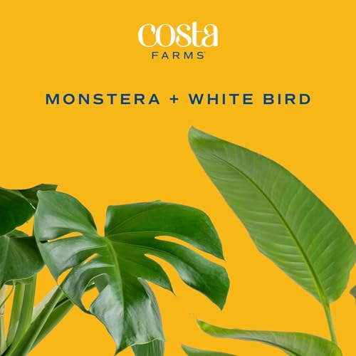 Image of Costa Farms White Bird of Paradise & Money Tree Live Plants in Decorative Pots, Large Indoor Houseplants, Home, Room, or Office Decor, House Warming or Birthday Gift, 3-4 Feet, Pack of 2