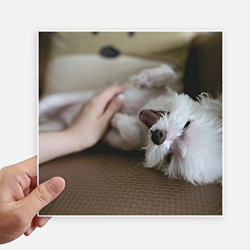 Sticker adhésif carré motif chien blanc pour décoration intérieure