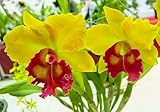 EASY TO GROW: With proper care and suitable climatic conditions, these seeds can produce a bountiful growth.