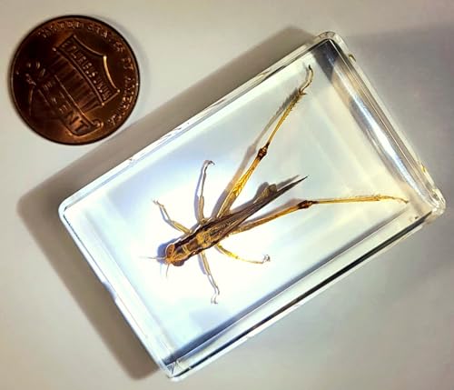 Image of 44mmm Real Grasshopper in Crystal Clear Lucite Resin Specimen Preserved GRIG Insect Taxidermy Crafts Collection for Biology Science Education & Desk Ornament Display Supplies