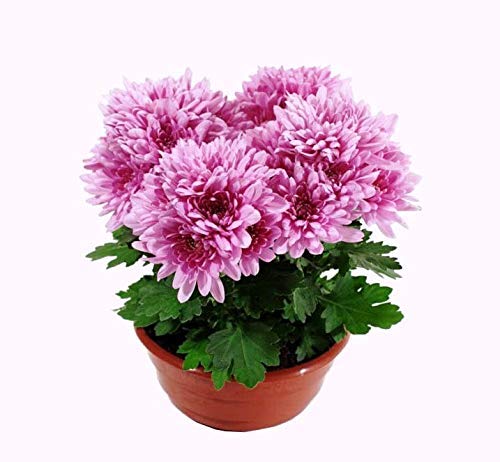 See full amazon price history chart for UGANIO PLANT Live Guldavari/Chrysanthemum Pink Beautiful Flower Plant With Pot UGANIO PLANT Live Guldavari/Chrysanthemum Pink Beautiful Flower Plant With Pot (B08L64FWNL) Amazon Price History, Amazon Price Tracker