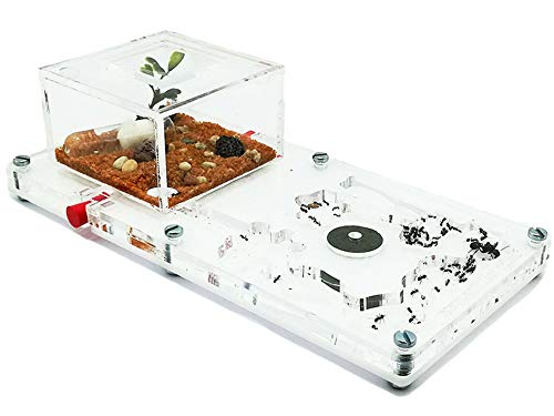 Anthillshop.es Fourmi, 10 x 20 cm, mousse éducative avec fourmis gratuits, de 20 à 30 ouvriers.