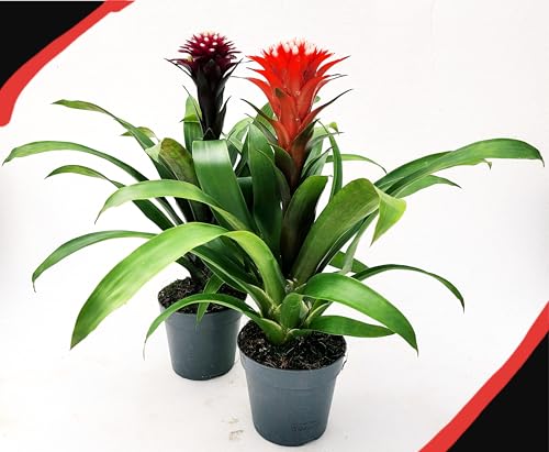 POWERS TO FLOWERS - GUZMANIA HOPE CONIFERA BLACK e RED, BROMELIA, 2 PIANTE, VASO 13CM DIAMETRO, pianta vera