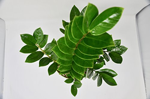 Zamioculcas Zamiifolia ZZ plant - In 6\" Pot - Live House Plant - FREE Care Guide - Thumbnail 3