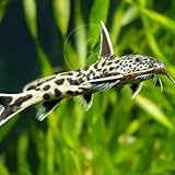 Swimming Creatures™ 2 Dwarf Petricola Catfish (Synodontis...