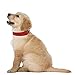 Downtown Pet Supply Deluxe Padded Adjustable Dog Collar - Metal Buckle & D-Ring - Machine Washable & Water Resistant - Red - L