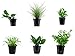 Produktbild Tropica Nano Set mit 6 einfachen kleinen Topf Pflanzen Aquariumpflanzenset Nr.5 Wasserpflanzen Aquarium Aquariumpflanzen