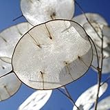 lunaria annua samen kaufen 🌱HOHE QUALITÄT: Diese Samen sind gentechnikfrei, sicher und zuverlässig. Kann zu jeder Jahreszeit angebaut werden. Sie können diese Lunaria Annua-Samen verwenden, um Ihren Garten zu dekorieren, da sie einzigartig geformte Hülsenfrüchte tragen können.