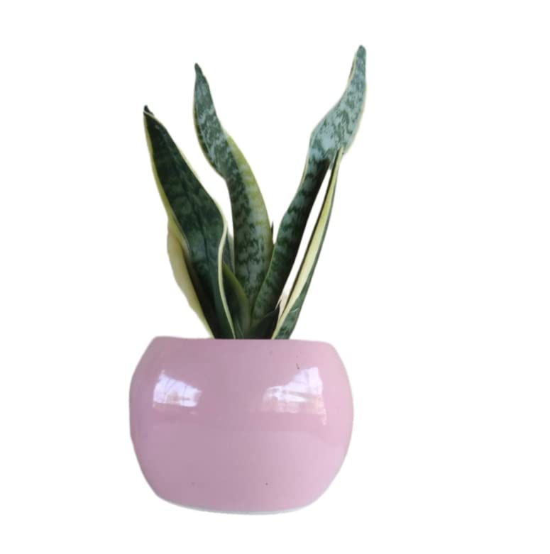 See full amazon price history chart for Senseveria Plant/Snake Plant, Room air Purifier Plant with Pink 6 inch Table Ceramic Pot, Ideal for Tables, Shelfs and Gifting Senseveria Plant/Snake Plant, Room air Purifier Plant with Pink 6 inch Table Ceramic Pot, Ideal for Tables, Shelfs and Gifting (B0C6DYV464) Amazon Price History, Amazon Price Tracker