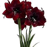 Flores Amarilis en forma de trompeta.