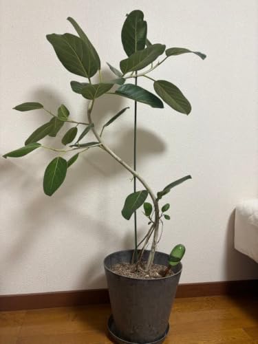 観葉植物 フィカス フィカスベンガレンシス」の人気商品一覧 | 安い