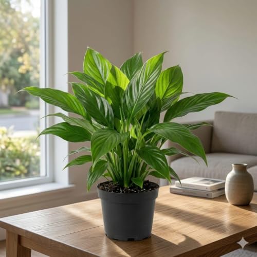 Image of Peace Lily Combo Plant | Live Indoor Flowering Spathiphyllum | Air Purifying Houseplant for Home and Office | Low Maintenance Decorative Plant for Gifting With Pot (PEACE LILY)