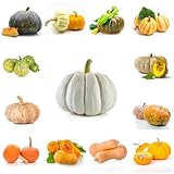 250 piezas Semillas de calabaza Balcón - Semillas de hortalizas para balcón, Plantas resistentes en macetas, Semillas de calabaza, Semillas de calabaza, Cucurbita moschata, Plantas de