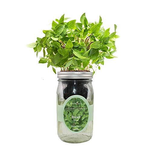Environet Hydroponic Herb Growing Kit, Self-Watering Mason Jar Herb Garden Starter Kit Indoor, Windowsill Herbs Garden, Grow Your Own Herbs from Organic Seeds (Thai Basil)