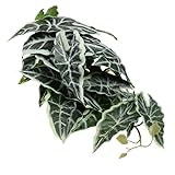 minkissy 人工植物 テラリウム用 景観植物 爬虫類水槽用 フェイクプラント グリーン装飾 ヤモリ水槽対応