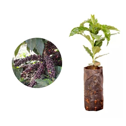 AMK Jardinagem e Paisagismo, Muda de Cafe IBC 20 a 40cm AMK - Plantas Online