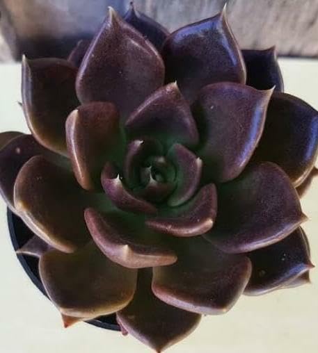 MSK EVER GREEN - vishnu kamal live Succulent indoor plant with pot (B0CNSWFM88) Amazon Price History, Amazon Price Tracker