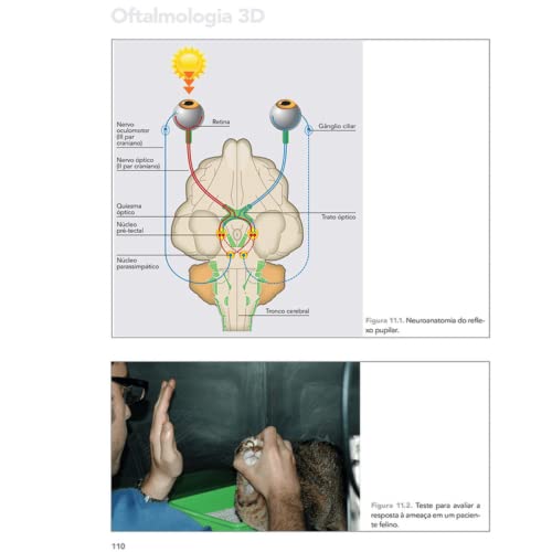 Oftalmologia 3D em Cães