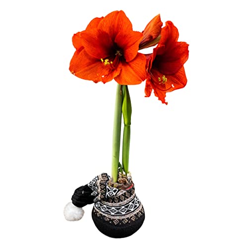 Waxed Amaryllis Bulb - Decorative Black Sweater, Red Blooms - Easy Care - No Watering Needed!
