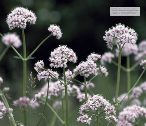 Herbal Remedies Handbook: More Than 140 Plant Profiles; Remedies for Over 50 Common Conditions - Image 4