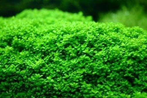 Tissue Culture Live Aquarium Plants | In Vitro Freshwater Aquatic Plants For Small Aquariums And Foreground (Dwarf Baby Tears) #TOP2