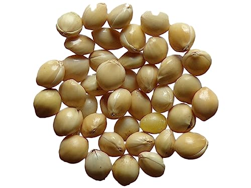 Millet Blanc - 100 grammes - Panicum Millaceum - (Engrais Vert) SEM05