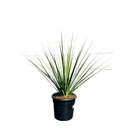 HERBE À OURS BLEUE - NOLINA NELSONII 120 CM