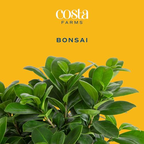 Image of Costa Farms Bonsai Tree Kit, DIY Live Bonsai Tree Includes Tools, Potting Soil Mix, Plant Pot, Indoor Gardening, Birthday Gift, 10-Inches Tall